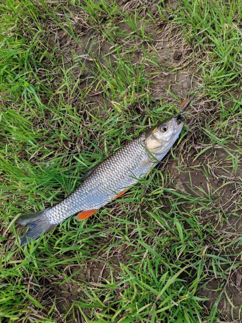 Фотозвіт риболовлі - Дністер