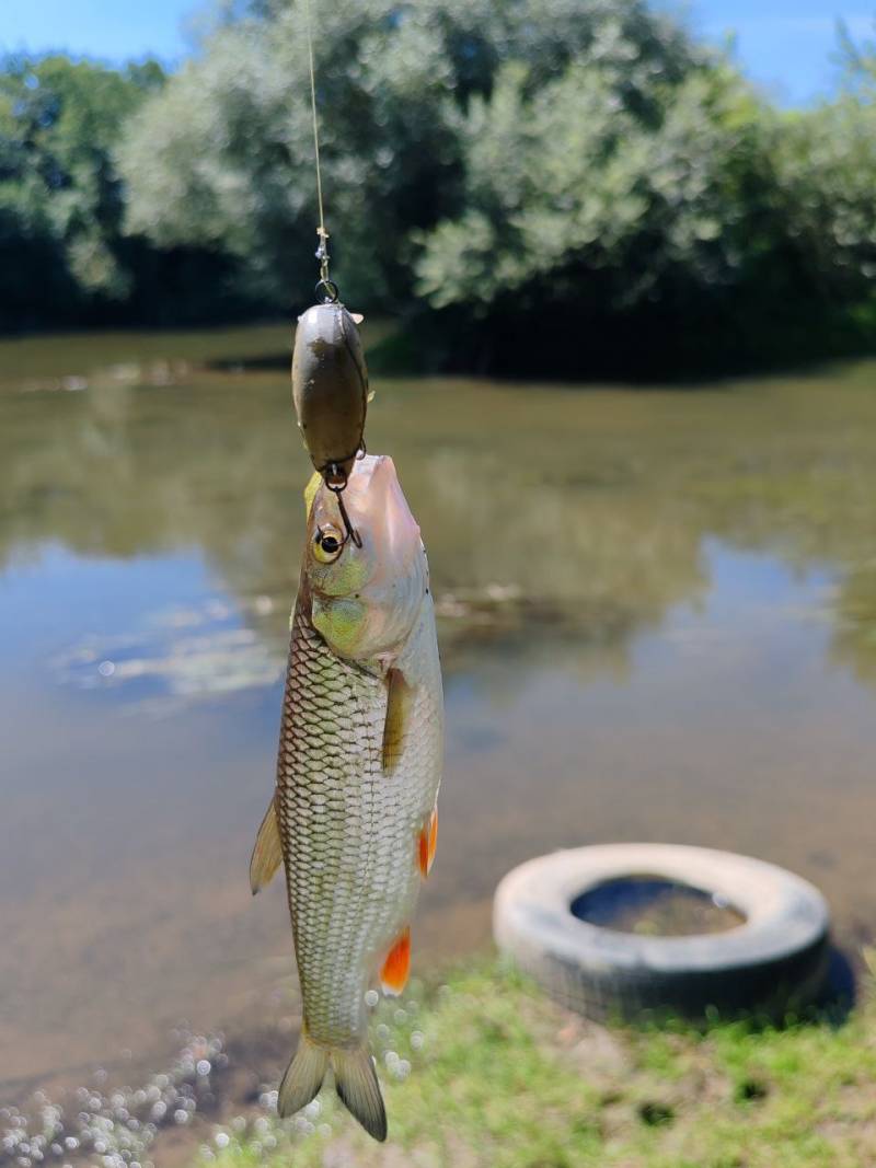 Фотозвіт риболовлі - Дністер