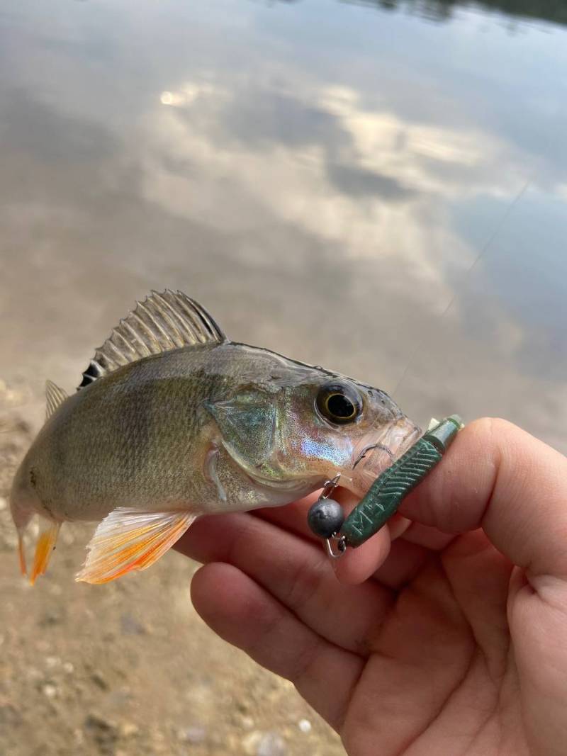 Фотозвіт риболовлі - Старий Самбір