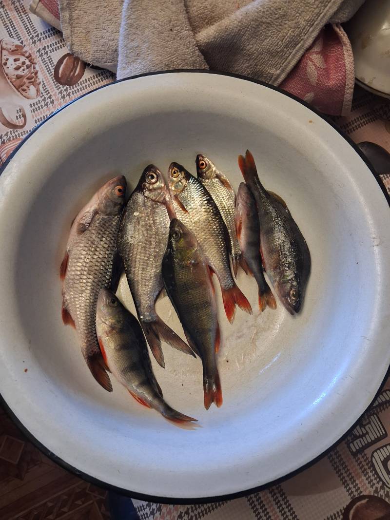 Риболовний звіт по рибі: Плотва, Окунь, Плоскирка, Краснопірка