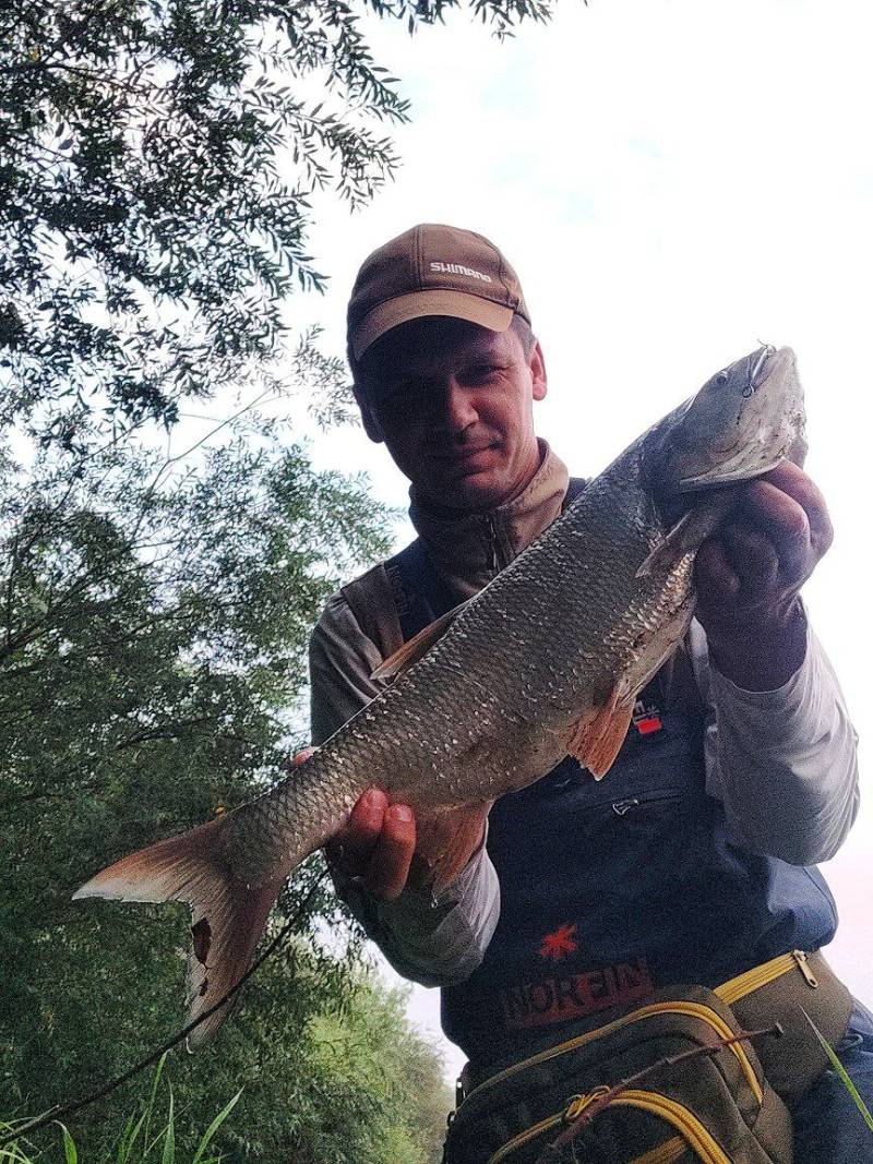 Риболовний звіт по рибі: Жерех