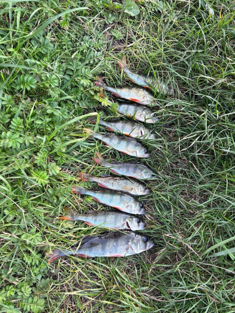 Риболовний звіт по рибі: Окунь