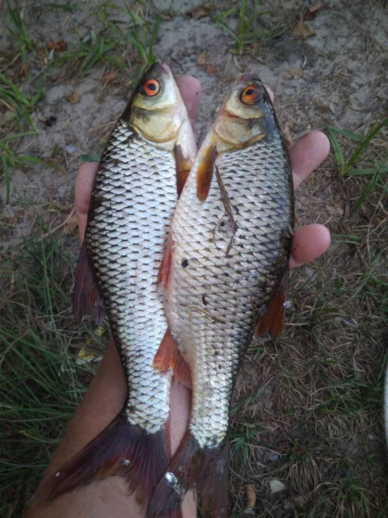 Фотозвіт риболовлі - Березівка