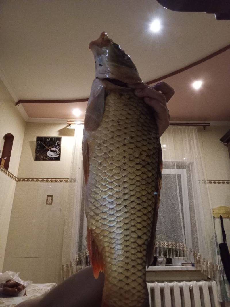 Риболовний звіт по рибі: Короп