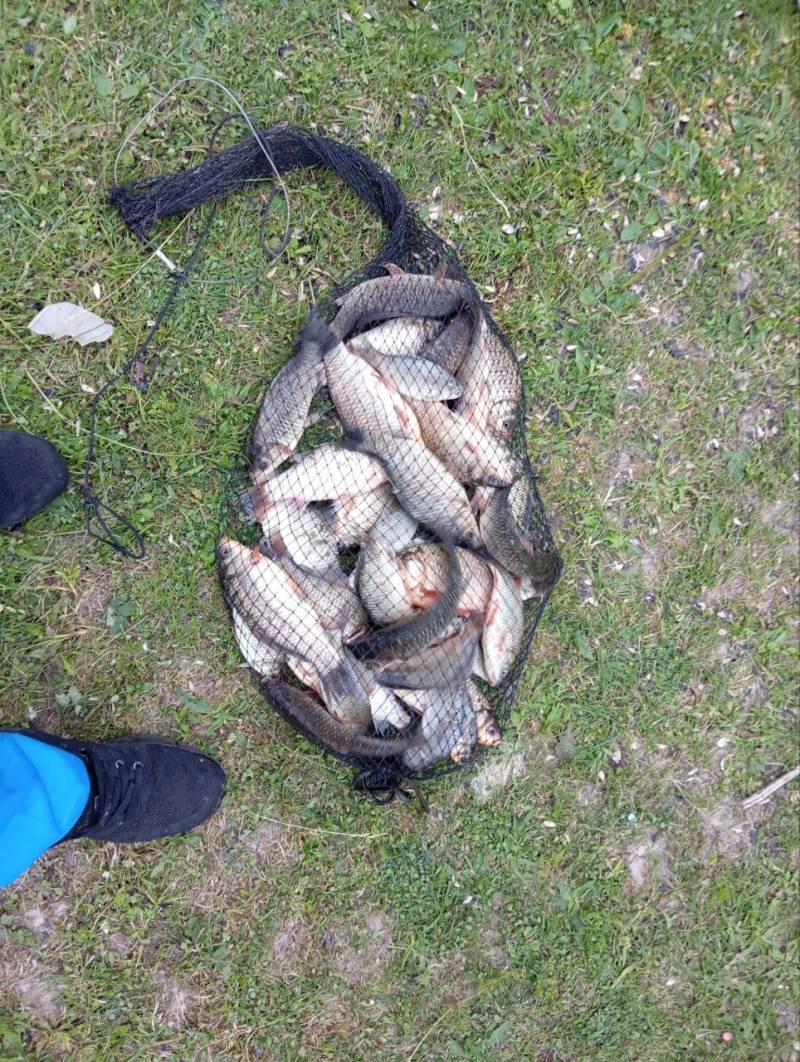 Риболовний звіт по рибі: Карась