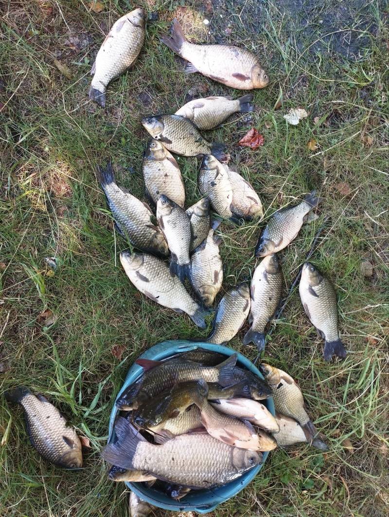 Риболовний звіт по рибі: Карась, Сом канальний