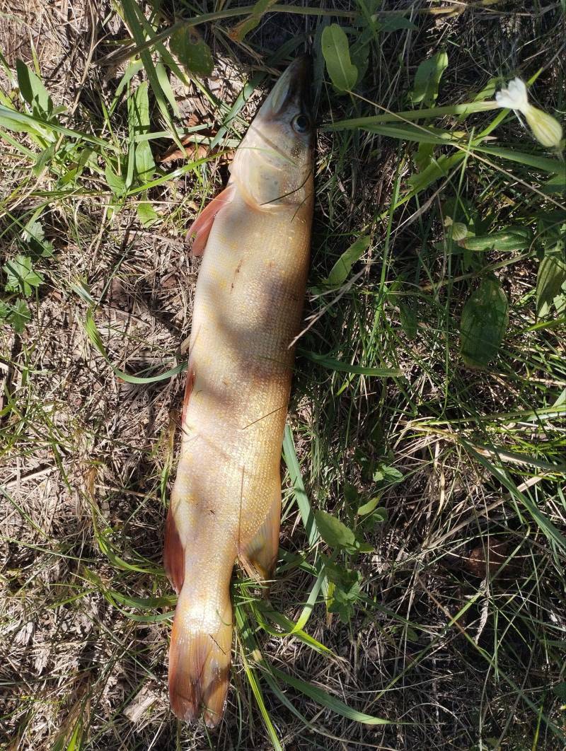 Риболовний звіт по рибі: Щука