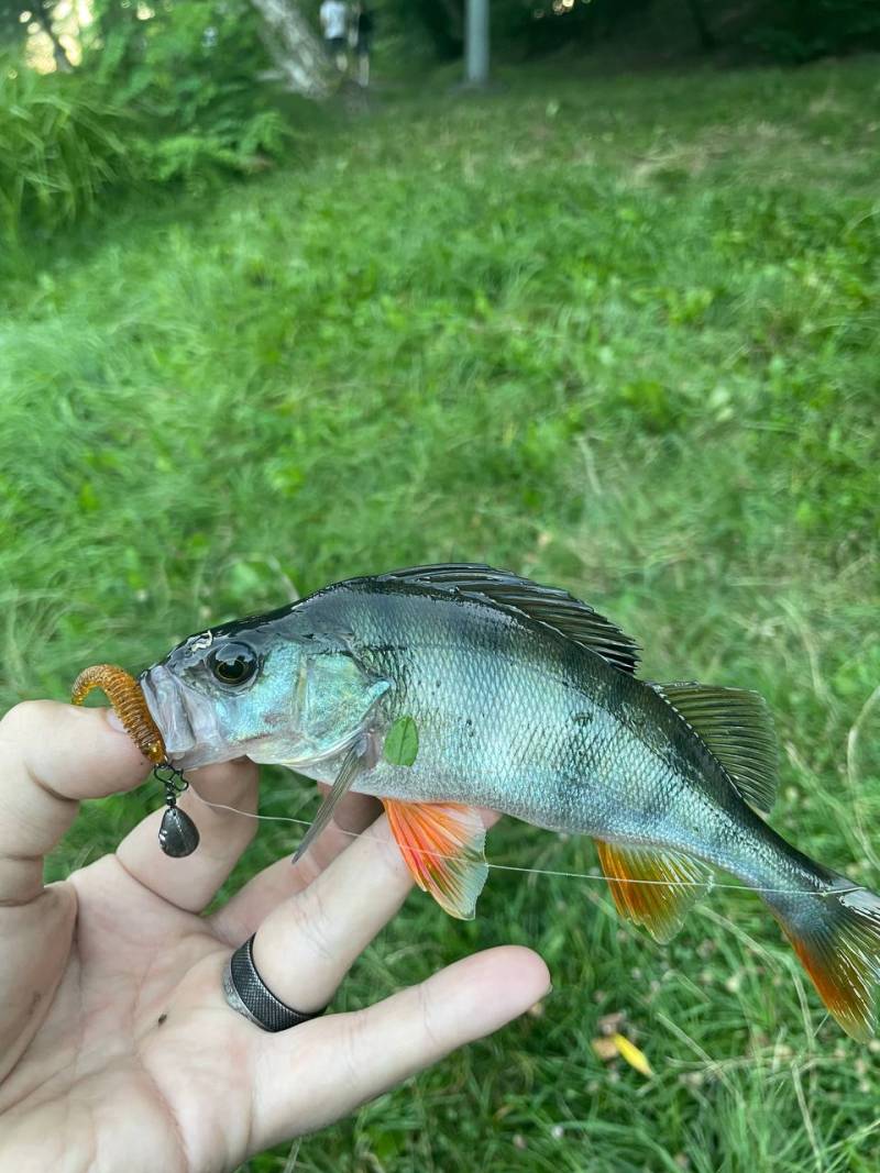 Фотозвіт риболовлі - Вишневе