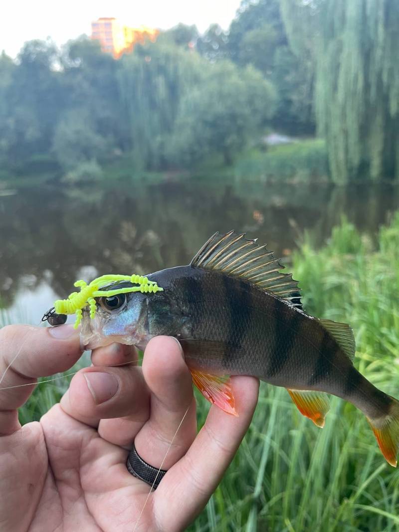 Фотозвіт риболовлі - Вишневе