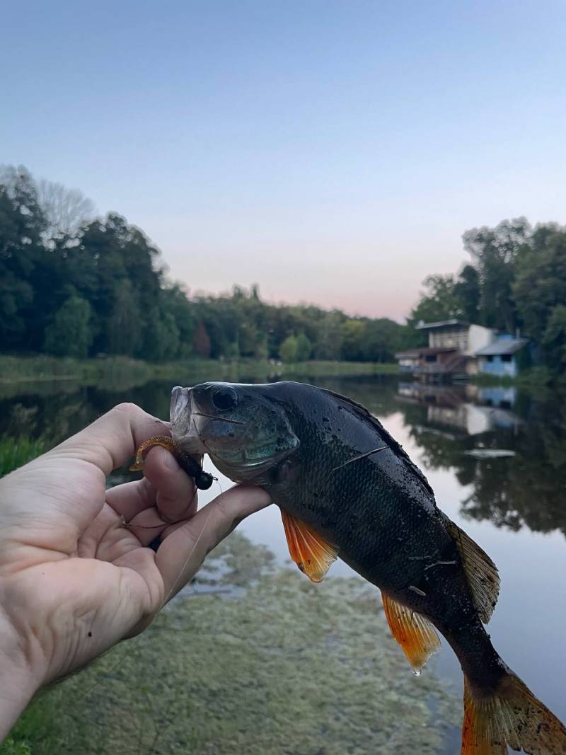Фотозвіт риболовлі - Вишневе