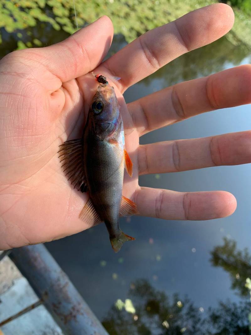 Фотозвіт риболовлі - Вишневе