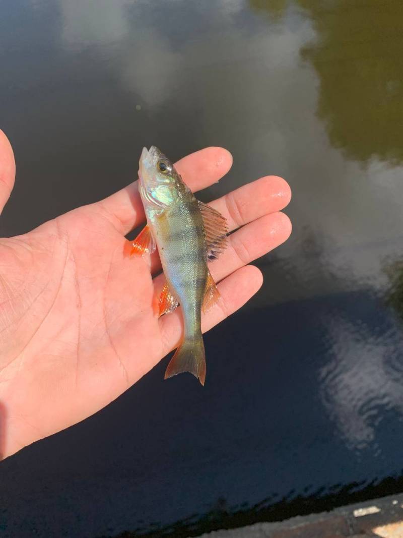 Фотозвіт риболовлі - Вишневе