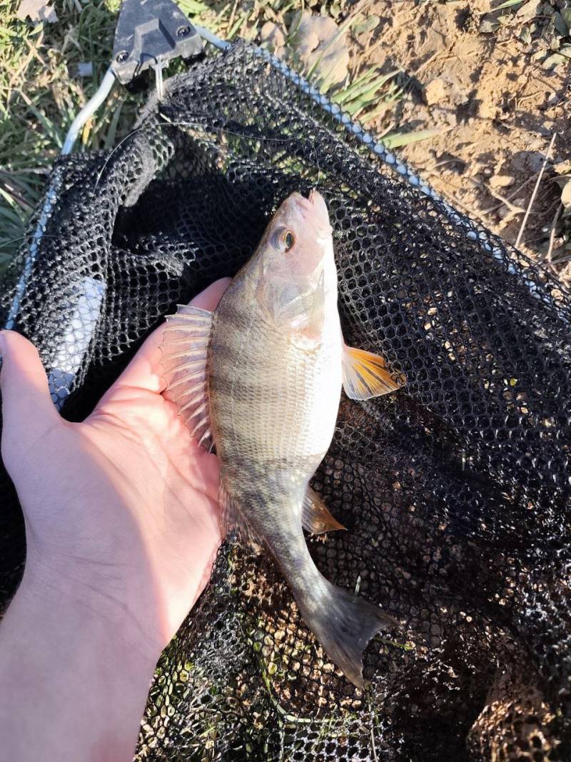 Фотозвіт риболовлі - Перечин