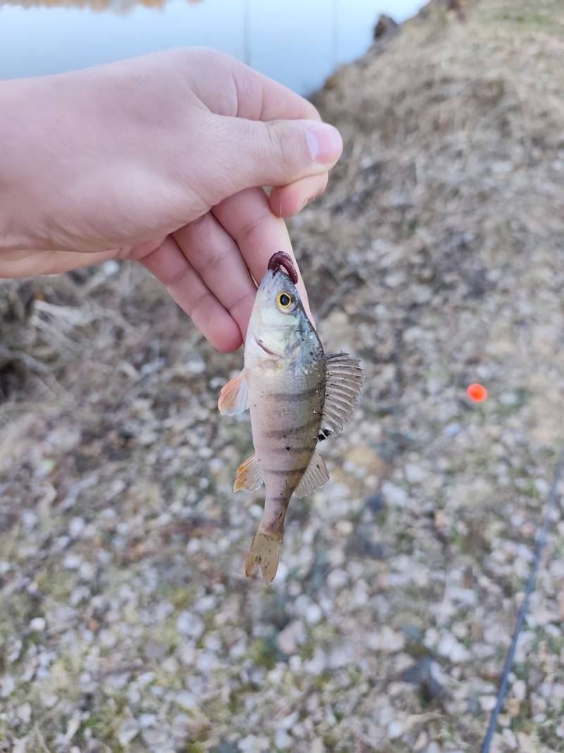 Фотозвіт риболовлі - Перечин
