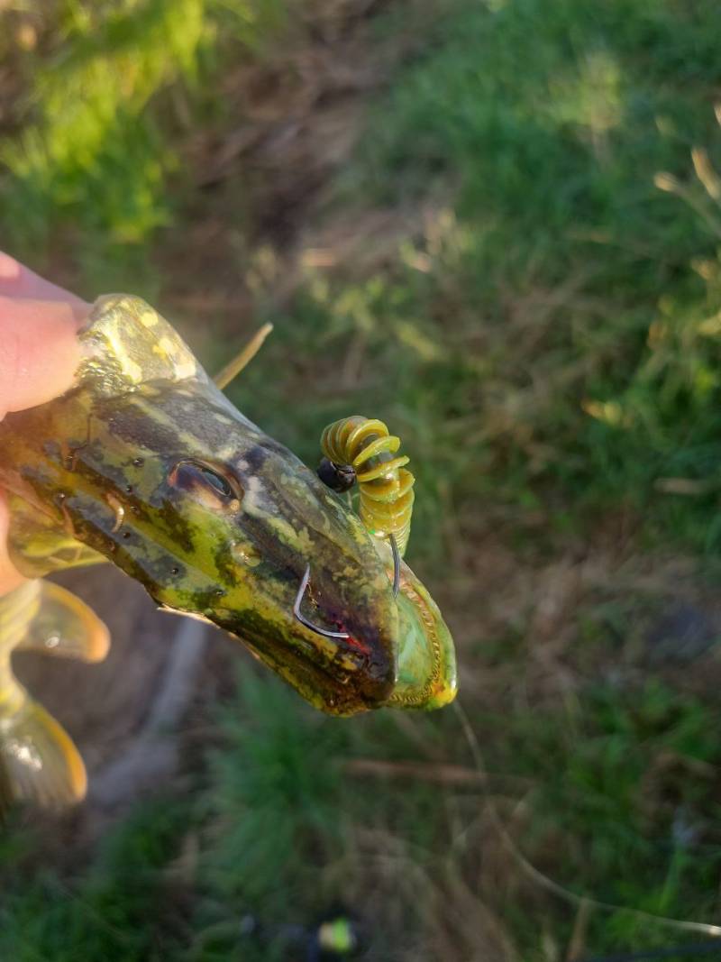 Фотозвіт риболовлі - Долинська