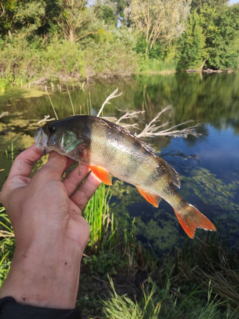 Фотозвіт риболовлі - Вінницька область