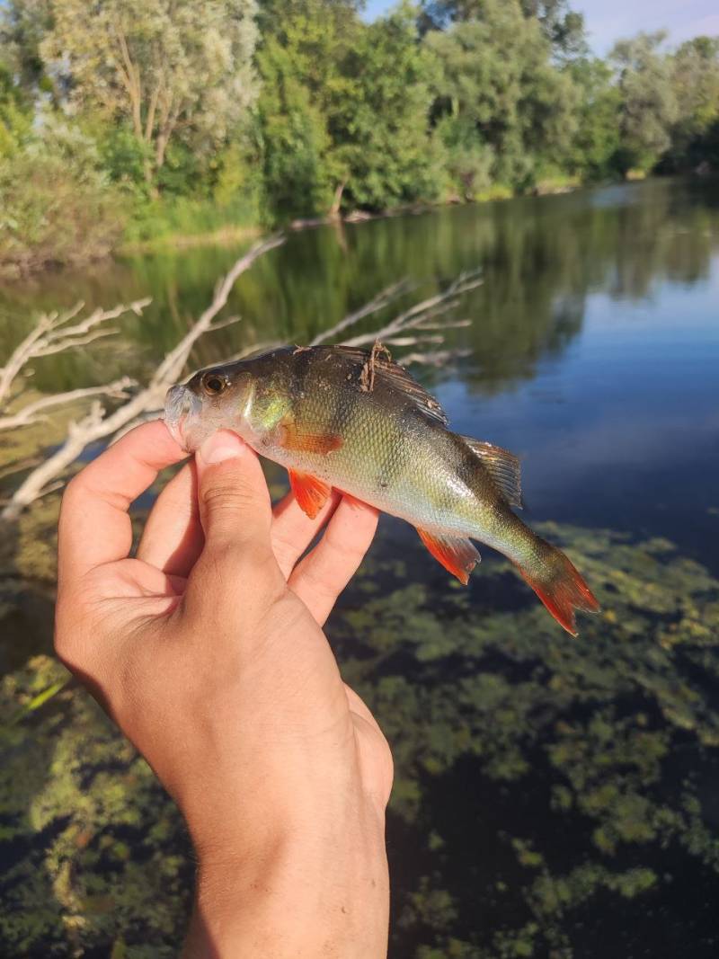 Фотозвіт риболовлі - Вінницька область