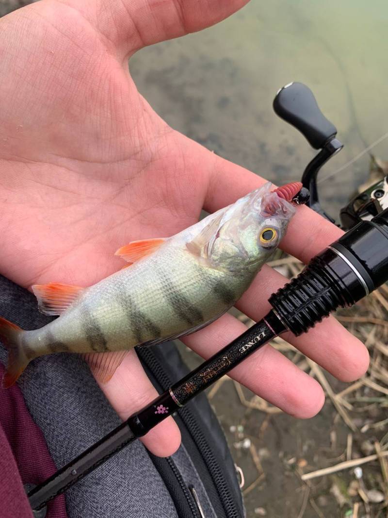 Риболовний звіт по рибі: Окунь