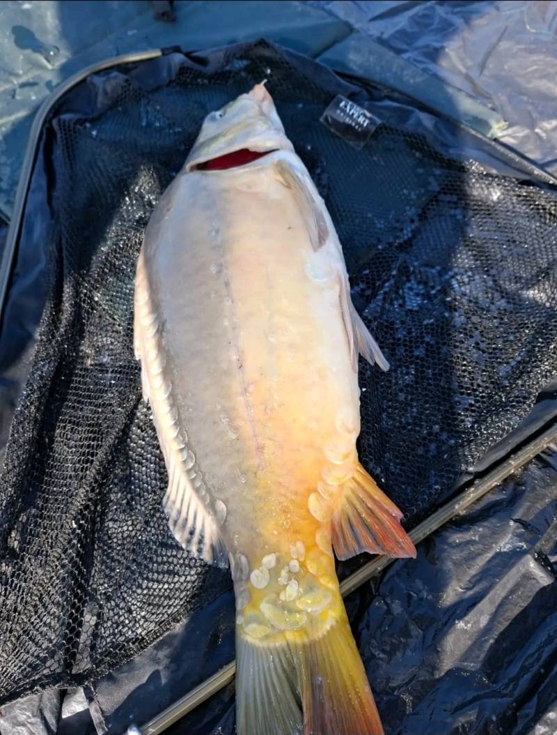 Риболовний звіт по рибі: Короп