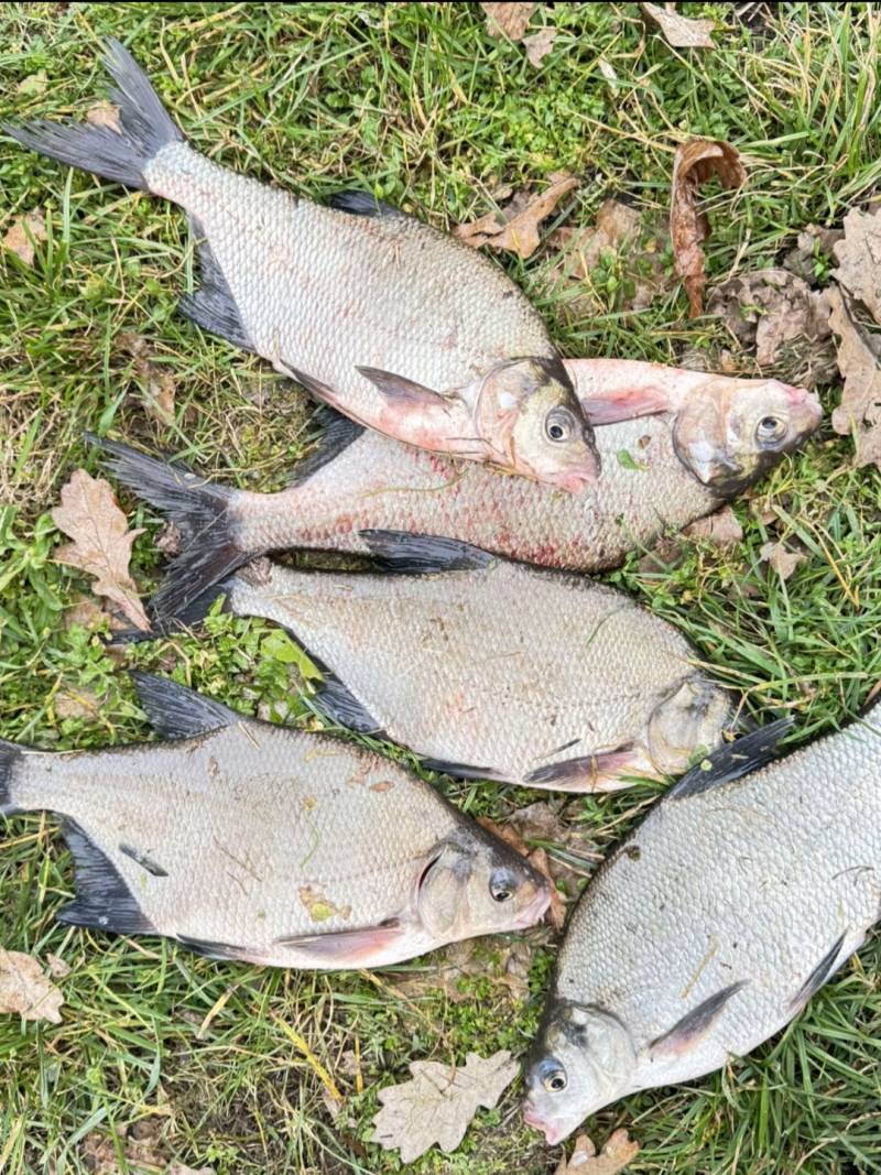 Риболовний звіт по рибі: Лящ