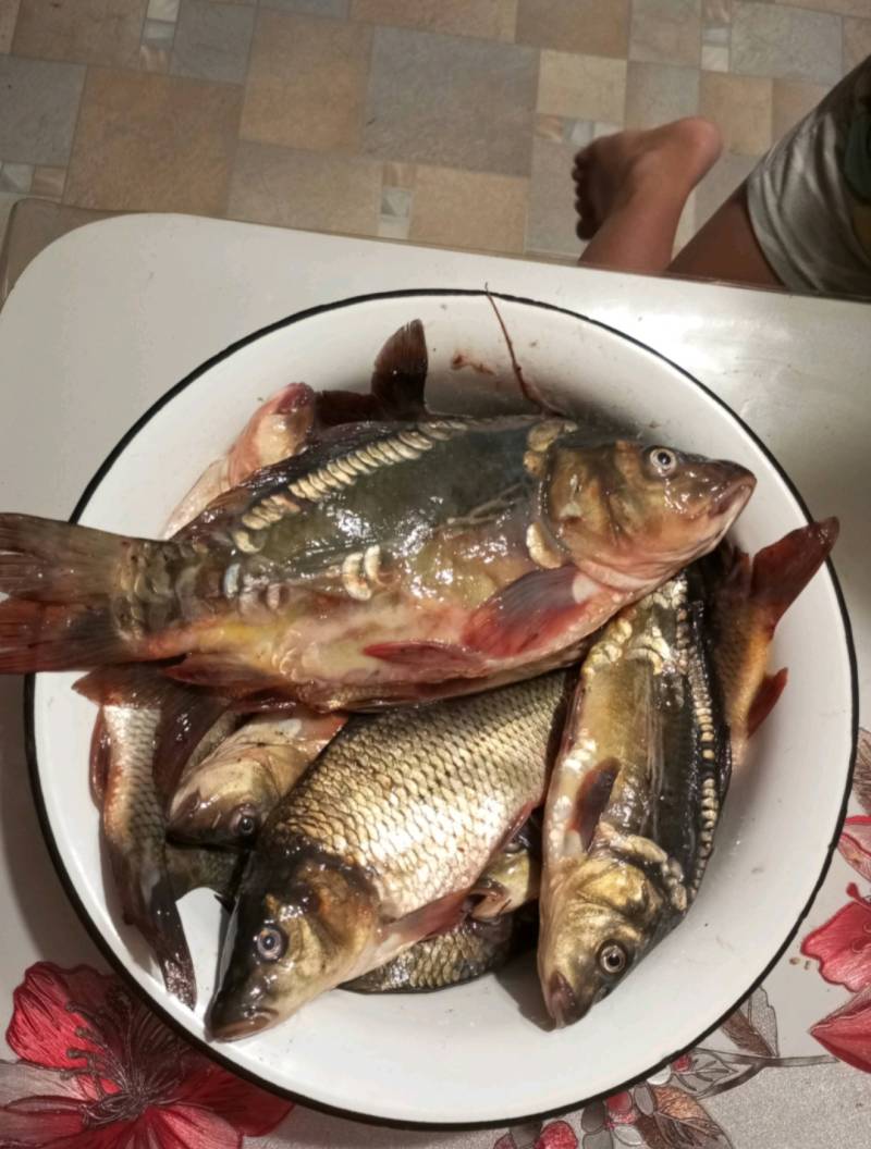 Риболовний звіт по рибі: Короп