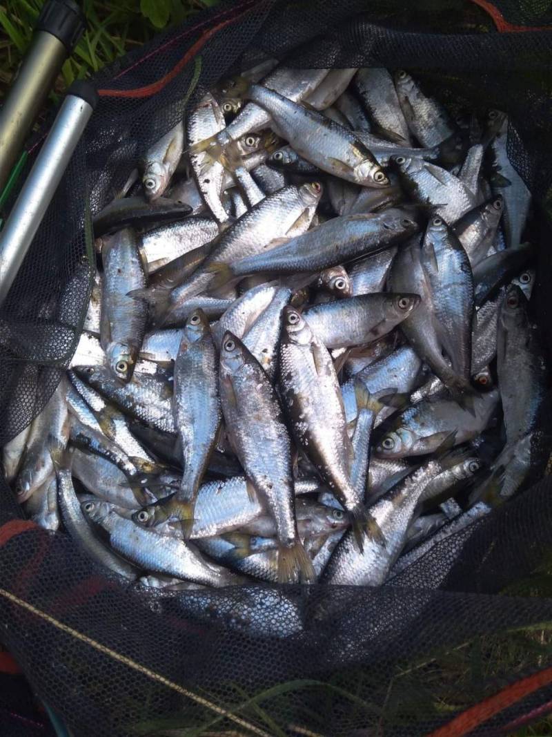 Фотозвіт риболовлі - Харківська область