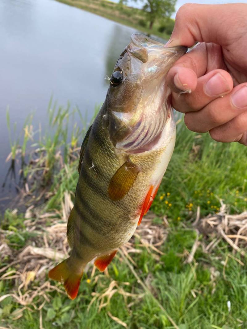 Фотозвіт риболовлі - Львів