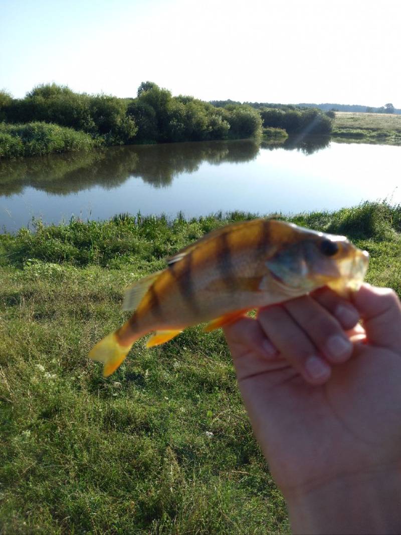 Риболовний звіт по рибі: Окунь