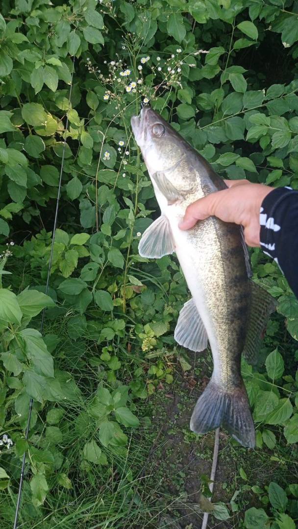 Риболовний звіт по рибі: Судак