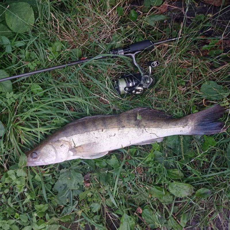 Риболовний звіт по рибі: Судак