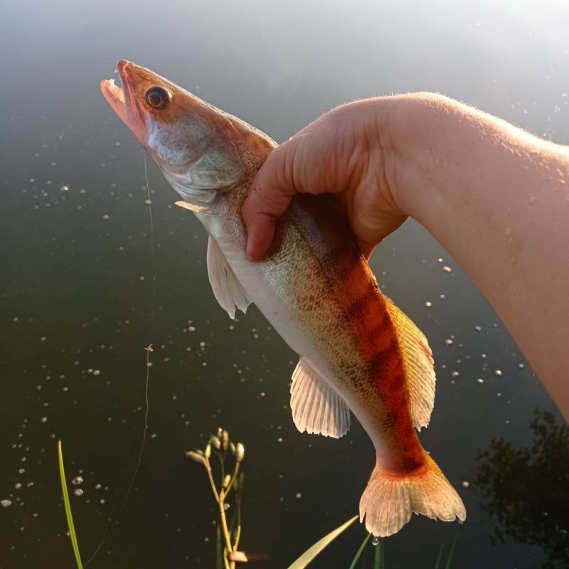 Фотозвіт риболовлі - Україна