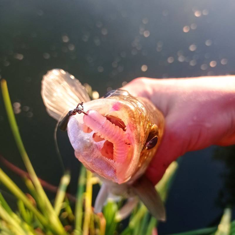 Фотозвіт риболовлі - Україна