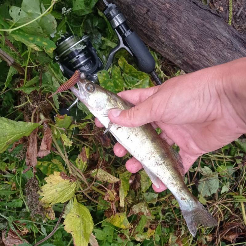 Риболовний звіт по рибі: Судак