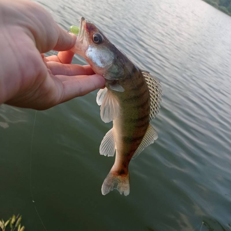 Риболовний звіт по рибі: Берш