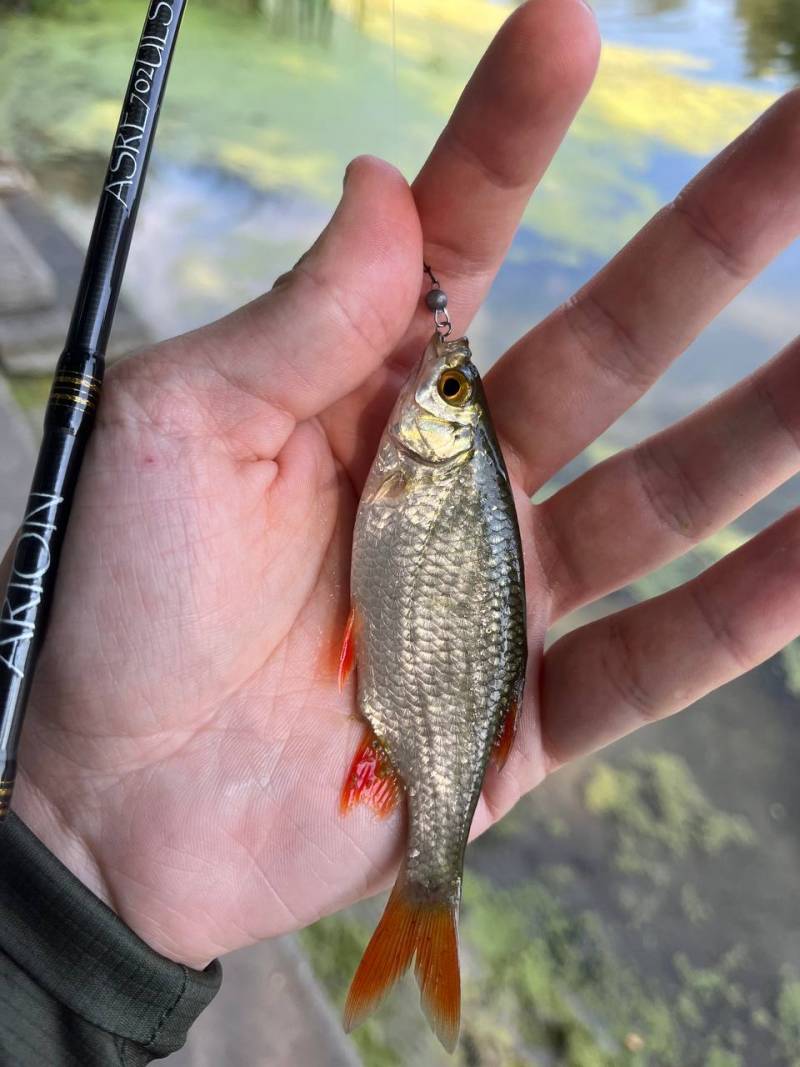 Фотозвіт риболовлі - Первомайський