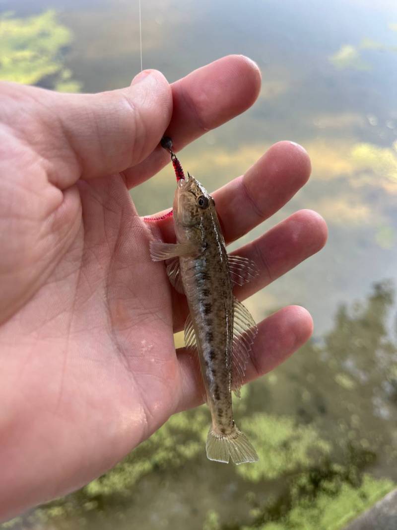 Фотозвіт риболовлі - Харківська область