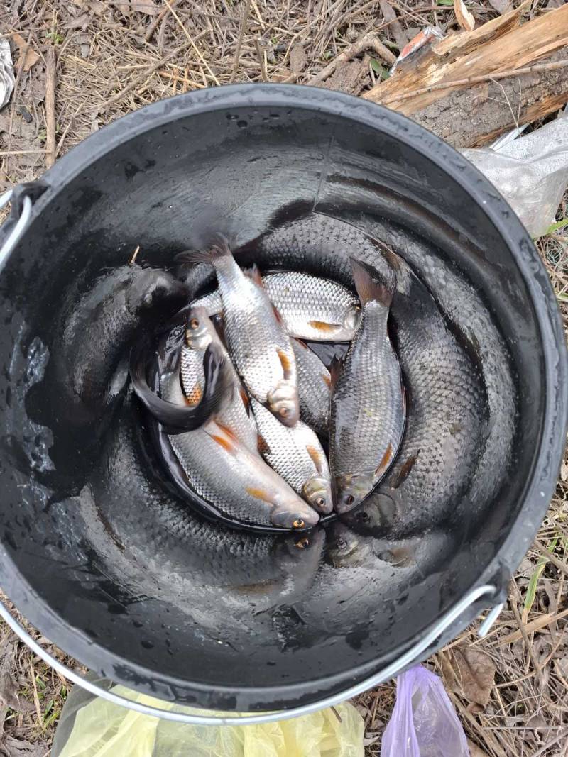 Риболовний звіт по рибі: Плотва