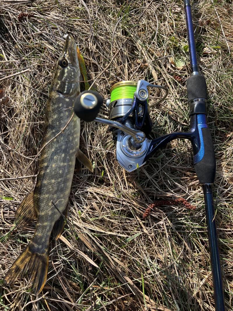 Риболовний звіт по рибі: Щука