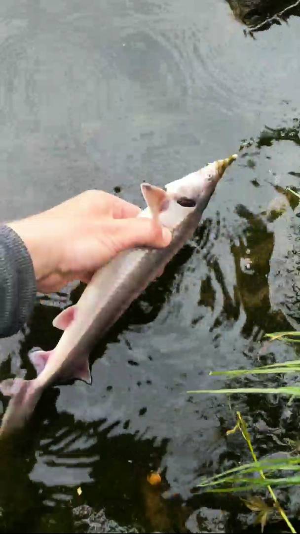 Риболовний звіт по рибі: Осетер