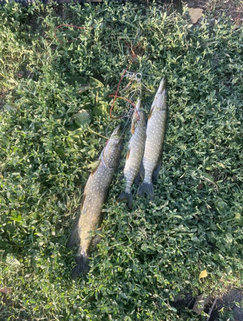 Риболовний звіт по рибі: Щука