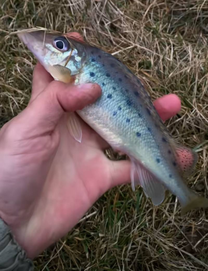 Риболовний звіт по рибі: Донський йорж (носар)