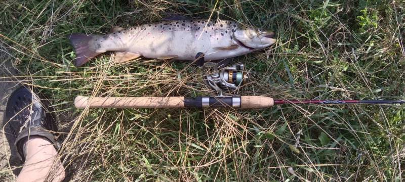 Риболовний звіт по рибі: Форель струмкова