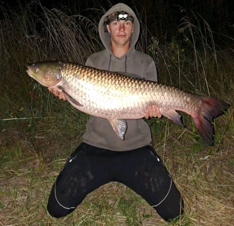 Риболовний звіт по рибі: Амур Білий