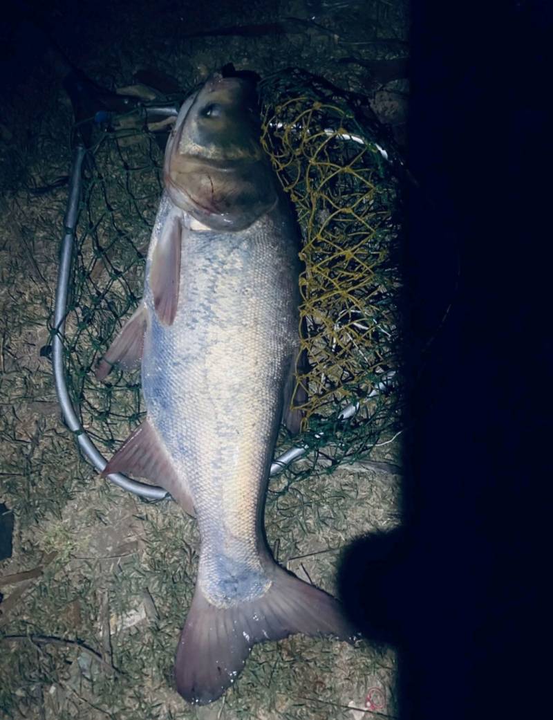 Риболовний звіт по рибі: Товстолобик