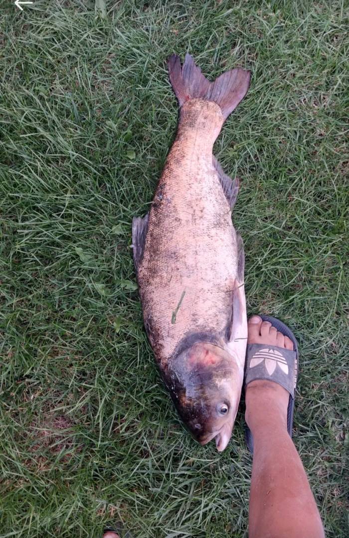 Риболовний звіт по рибі: Товстолобик