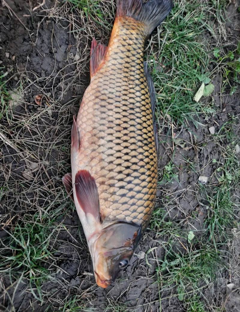 Риболовний звіт по рибі: Сазан