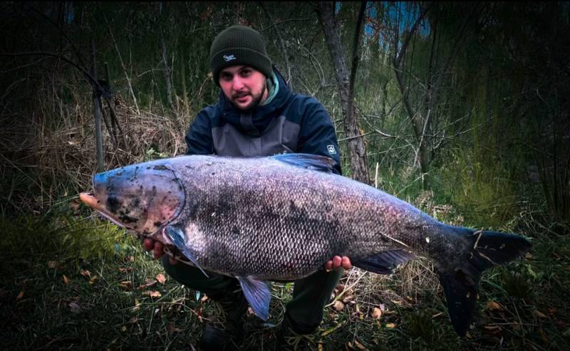 Риболовний звіт по рибі: Товстолобик