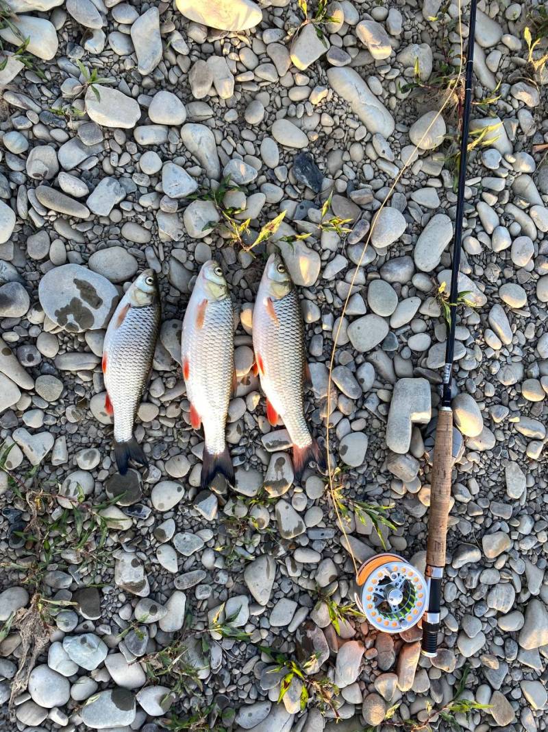 Риболовний звіт по рибі: Клень (Головень)