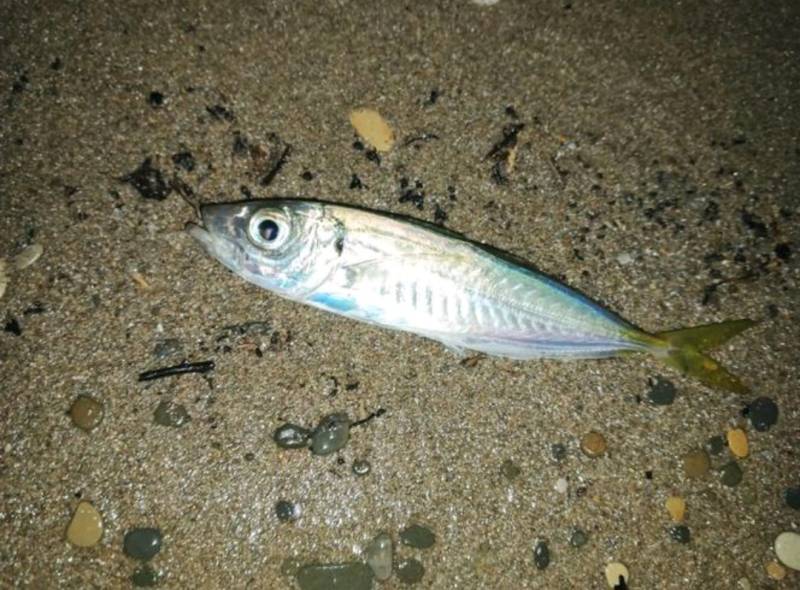 Риболовний звіт по рибі: Ставрида