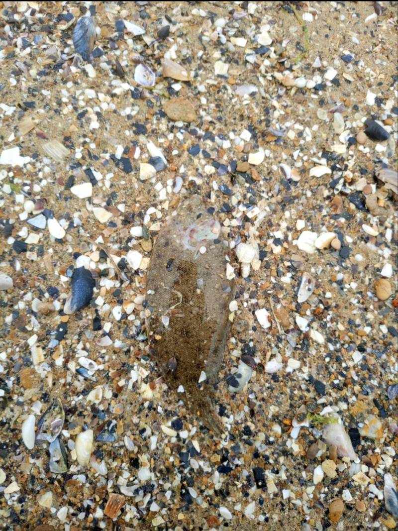 Риболовний звіт по рибі: Камбала